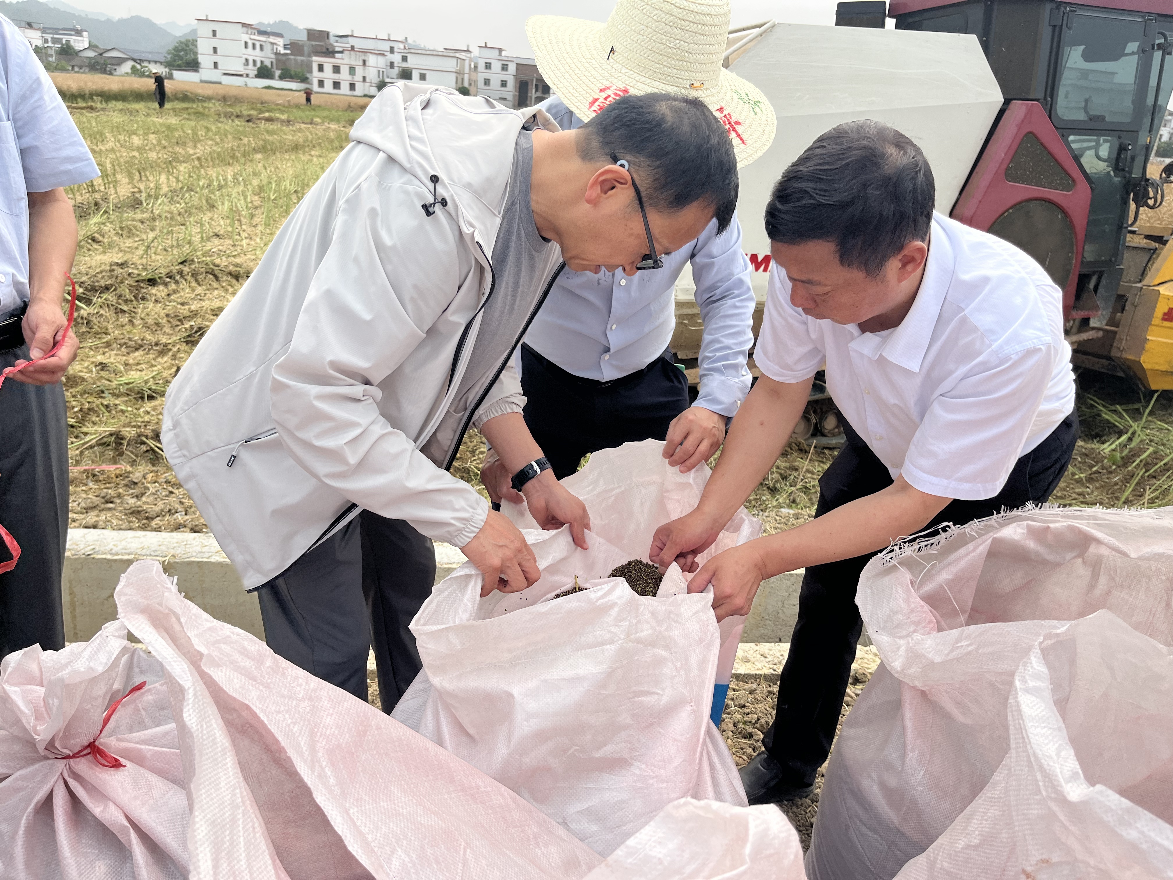 我国特早熟油菜育种获重大突破 “中油早5号”全生育期仅166天 亩产超200公斤